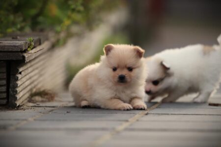 Pomeranian puppy te koop