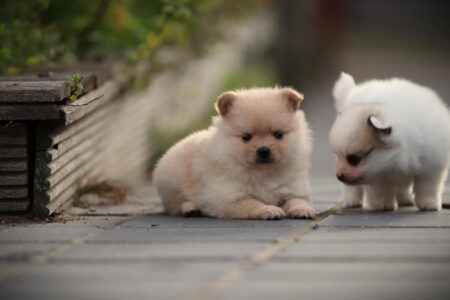 Pomeranian puppy te koop