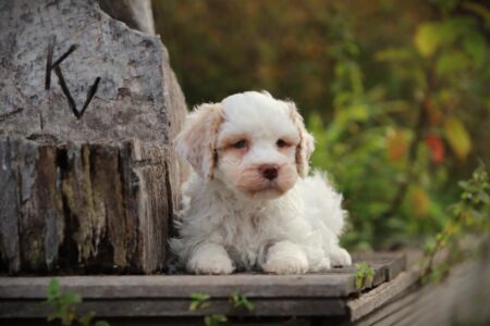 Lagotto Romagnolo puppy te koop