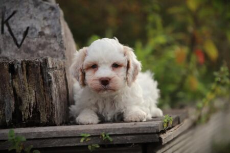Lagotto Romagnolo puppy te koop