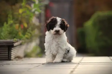 Lagotto Romagnolo puppy te koop
