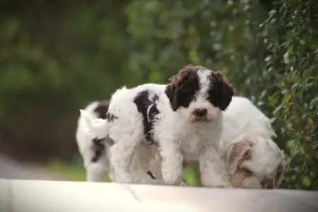 Lagotto Romagnolo puppy te koop