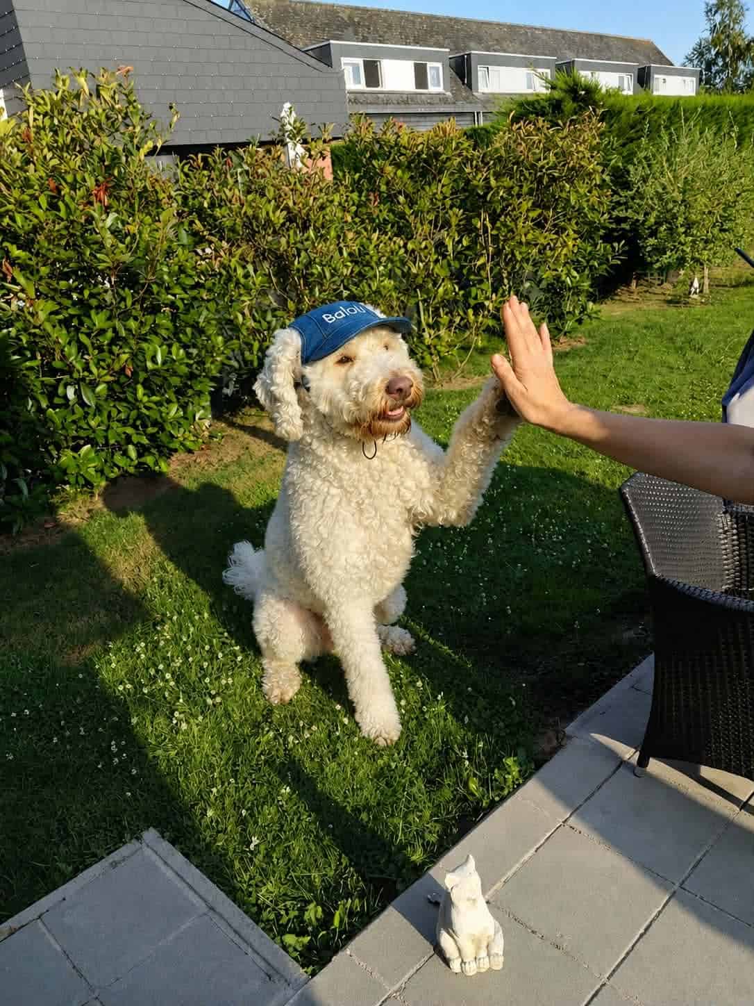 Een volwassen lagotto romagnolo pup van woefkesranch
