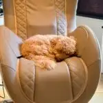 Maltipoo - clover 2