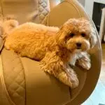 Maltipoo - clover 1