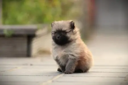 Pomeranian puppy te koop