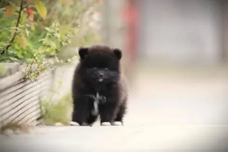 Pomeranian puppy te koop