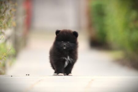 Pomeranian puppy te koop