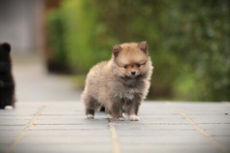 Pomeranian puppy te koop