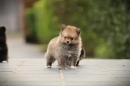 Pomeranian puppy te koop