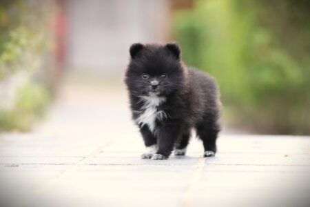 Pomeranian puppy te koop