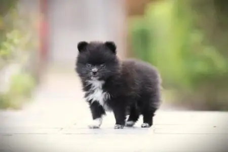 Pomeranian puppy te koop