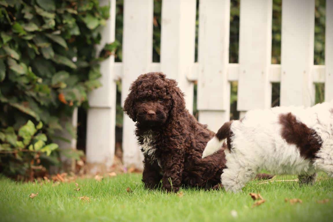 Een lagotto romagnolo pup van woefkesranch