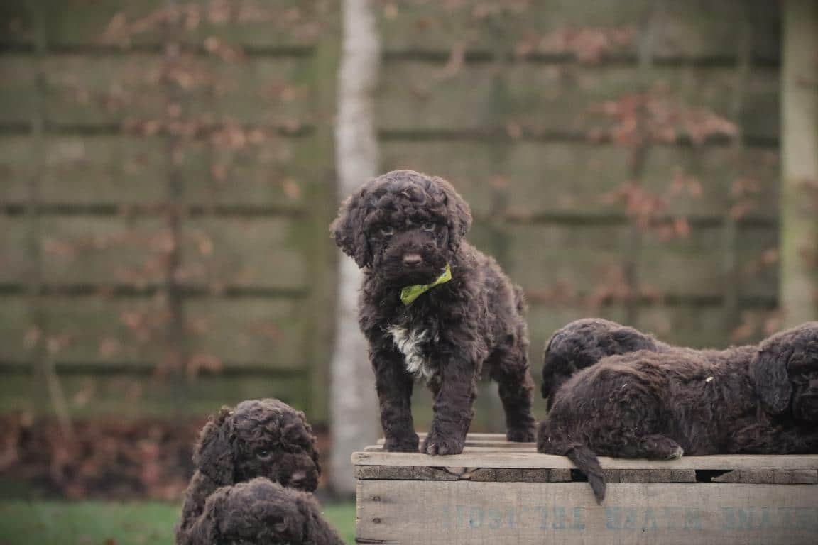 Lagotto romagnolo pups van woefkesranch