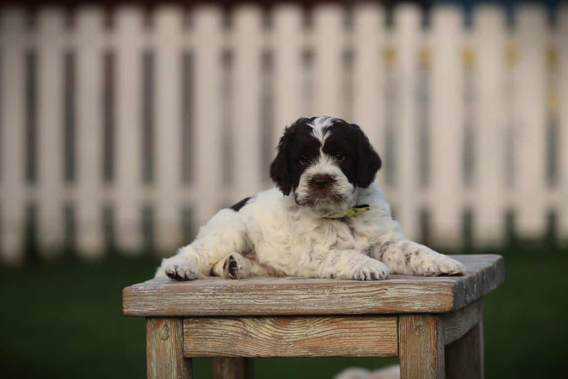 Een lagotto romagnolo pup van woefkesranch, liggend