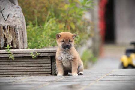 Shiba Inu puppy te koop