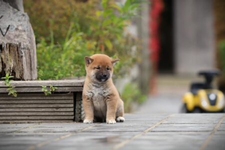 Shiba Inu puppy te koop