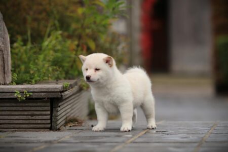 Shiba Inu puppy te koop