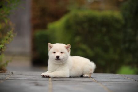 Shiba Inu puppy te koop