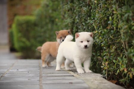 Shiba Inu puppy te koop