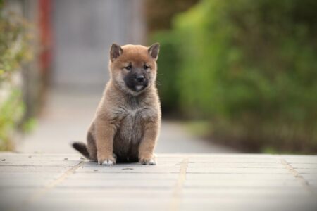 Shiba Inu puppy te koop