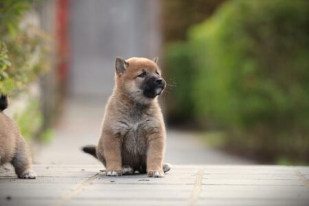 Shiba Inu puppy te koop