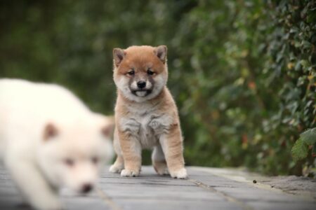 Shiba Inu puppy te koop