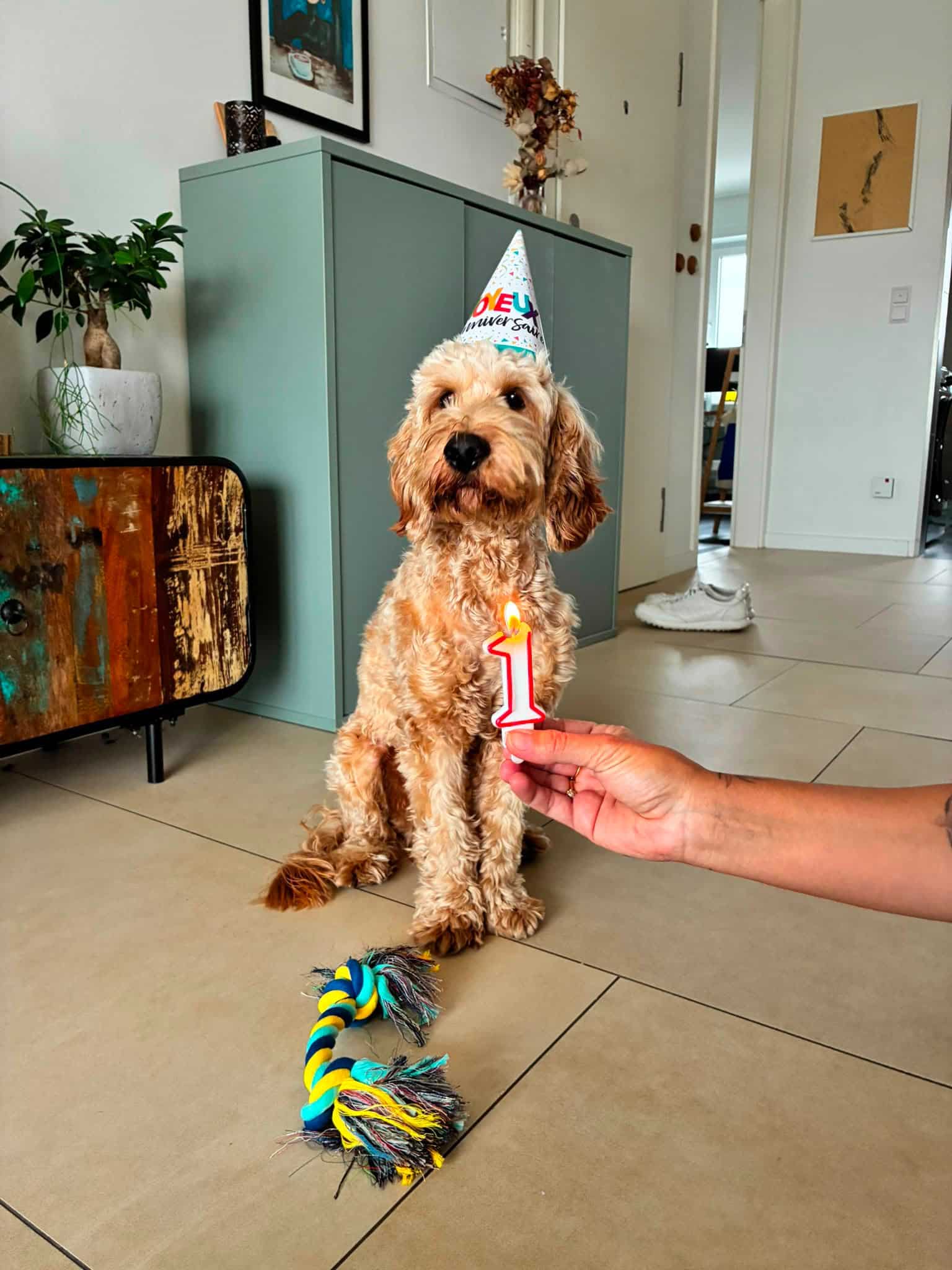 Een volwassen cockapoo van woefkesranch
