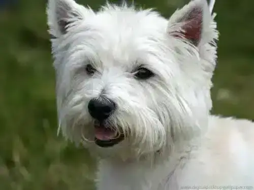 Ein erwachsener west highland white terrier von woefkesranch