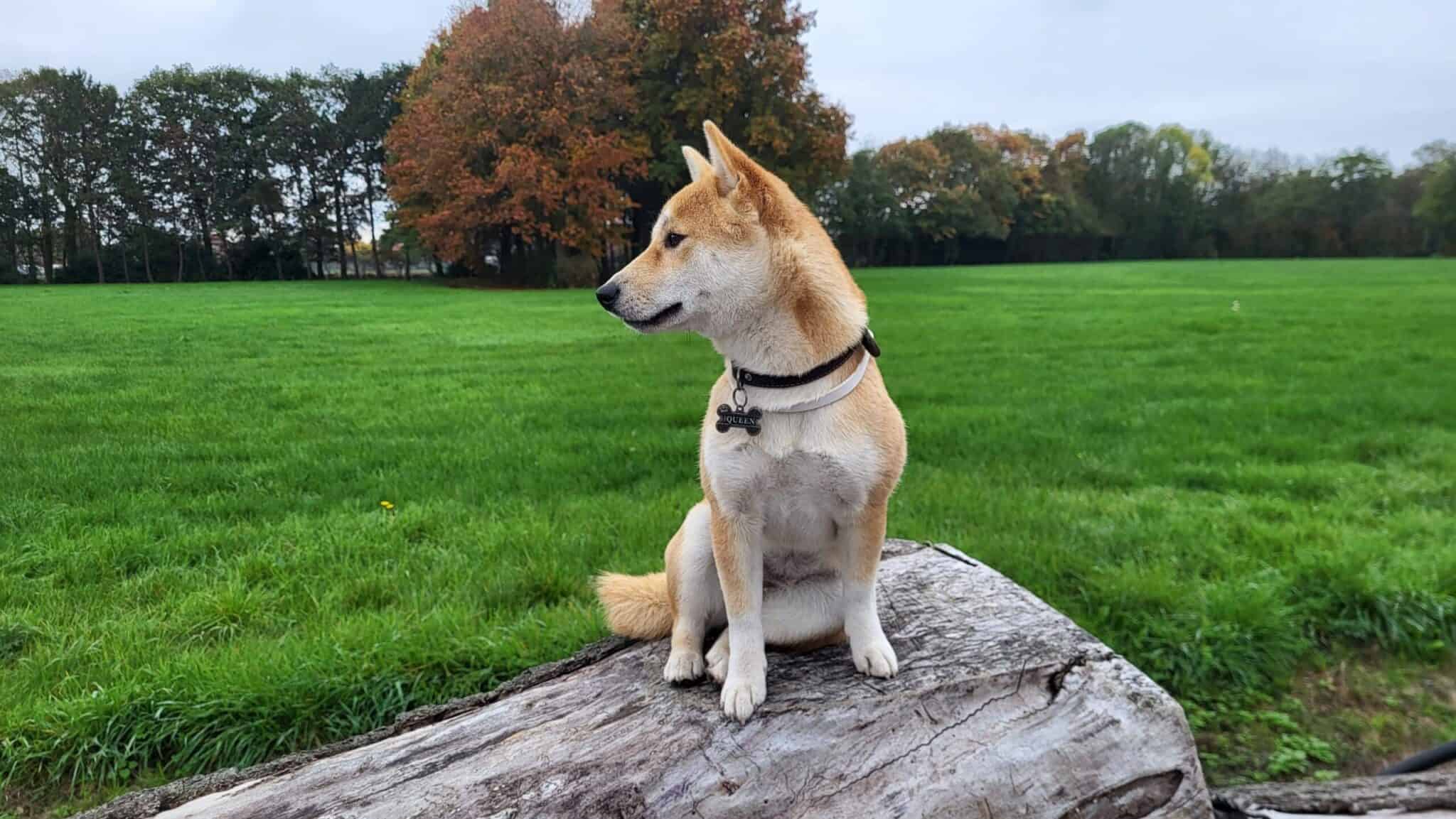 Shiba inu 13