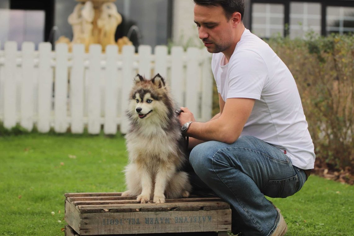 Pomsky 1 Een volwassen pomsky van woefkesranch