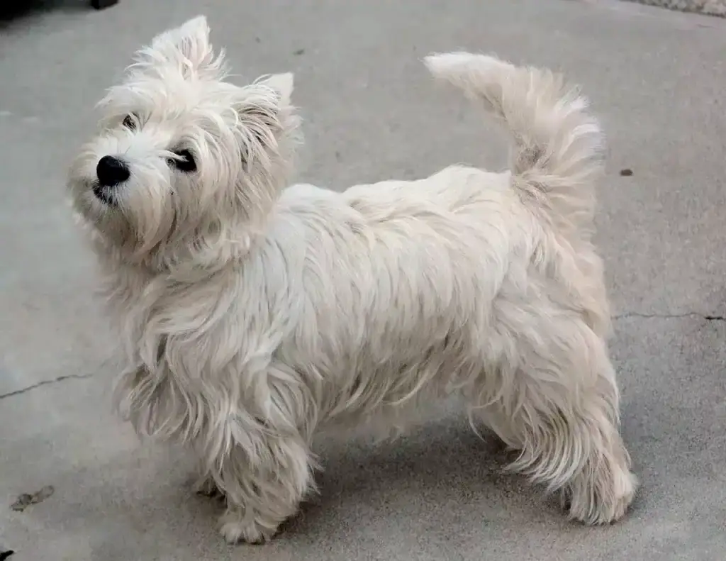Ein erwachsener west highland white terrier von woefkesranch