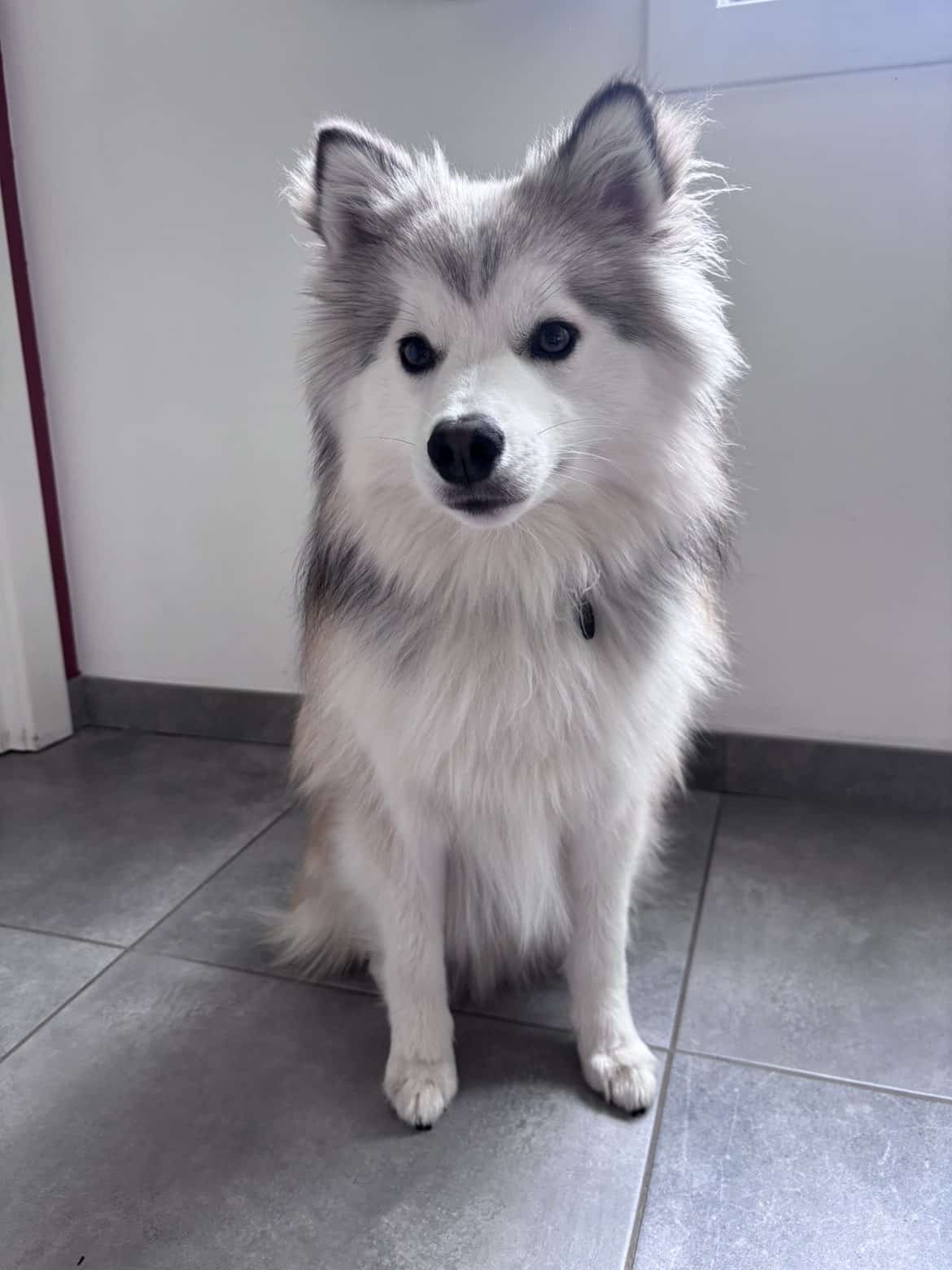 Pomsky 5