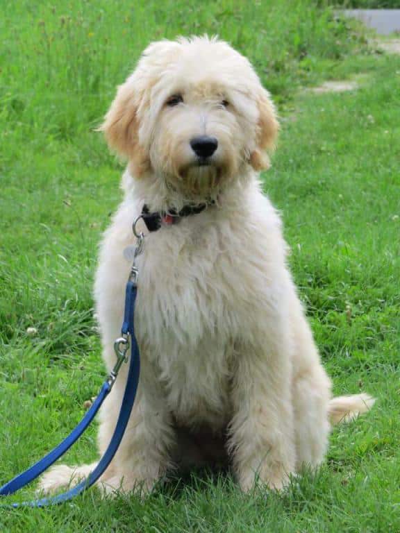 Een volwassen labradoodle van woefkesranch, zittend