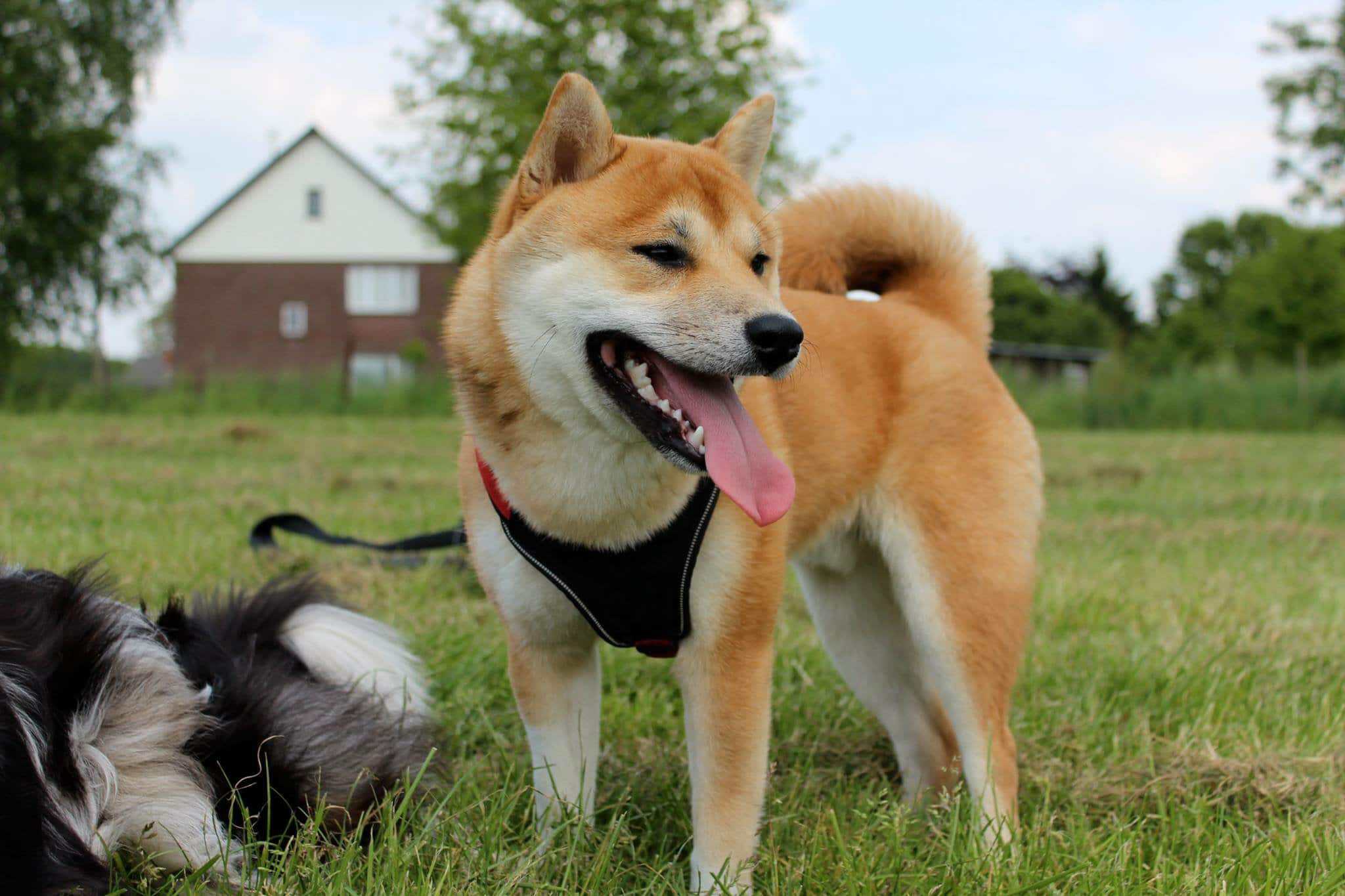 Shiba inu 14