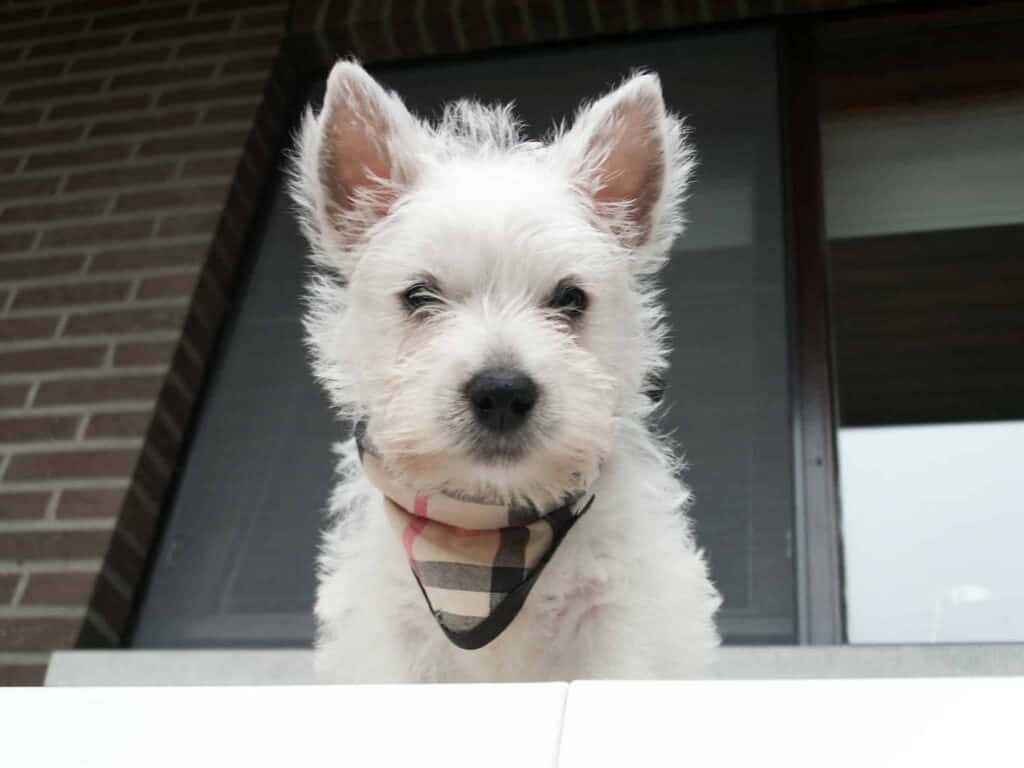 Ein erwachsener west highland white terrier von woefkesranch