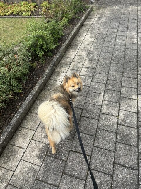 Pomsky 11