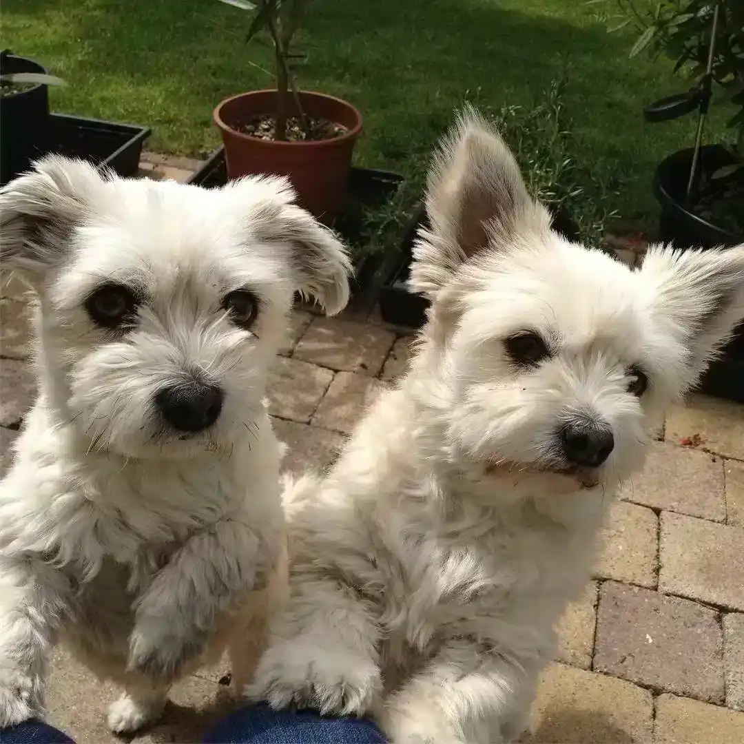 Erwachsene west highland white terrier von woefkesranch