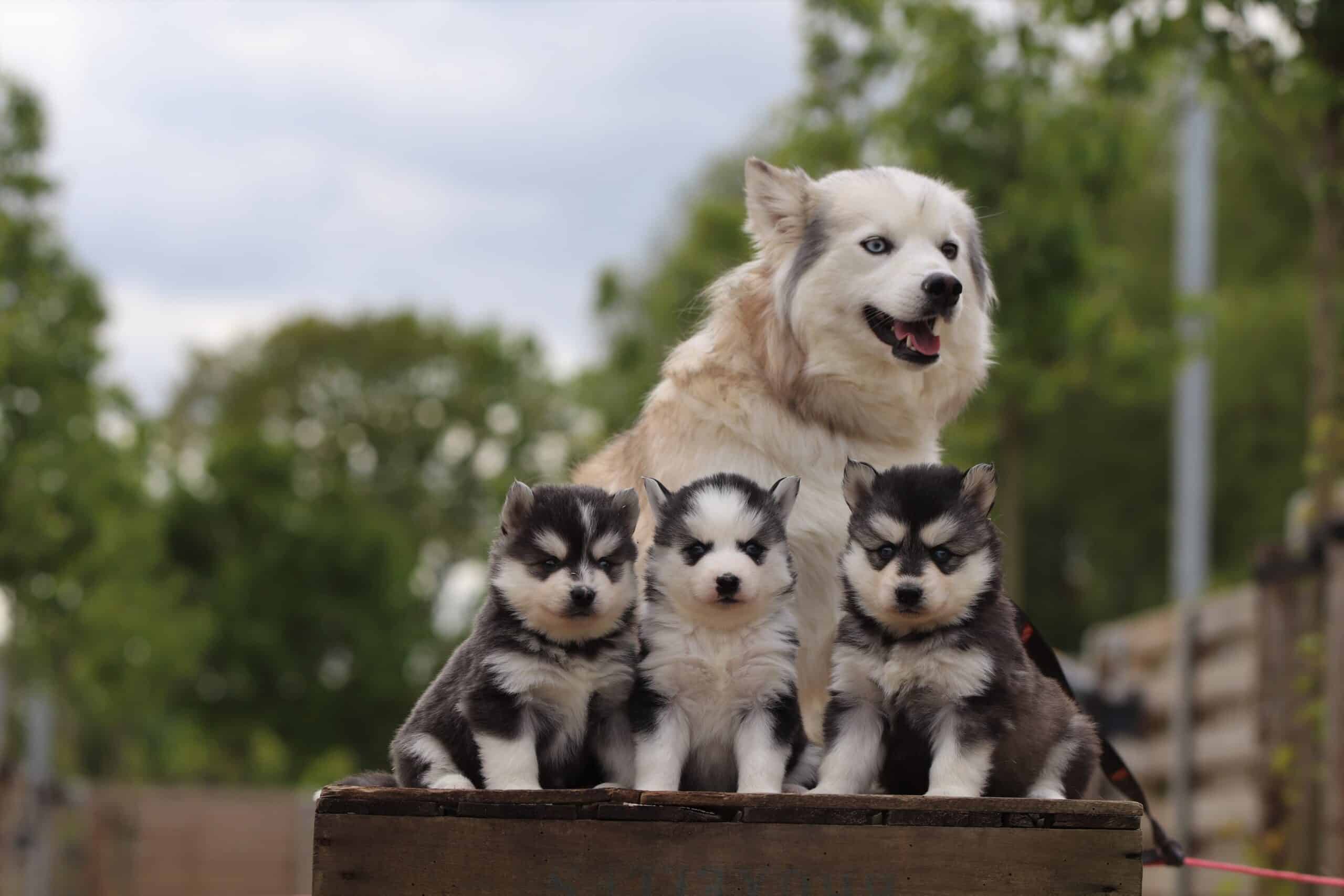 Pomsky 3 Een gezin pomsky's van woefkesranch