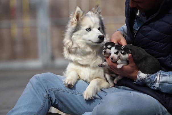 Pomsky 14 Een gezin pomsky's van woefkesranch