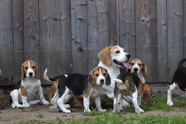 Een familie beagles van woefkesranch