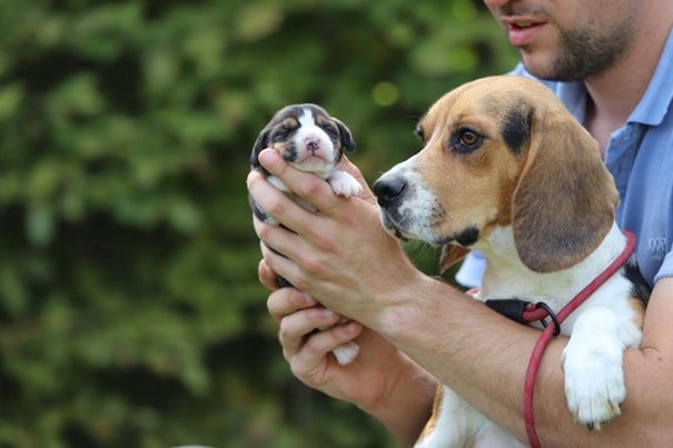 Een familie beagles van woefkesranch