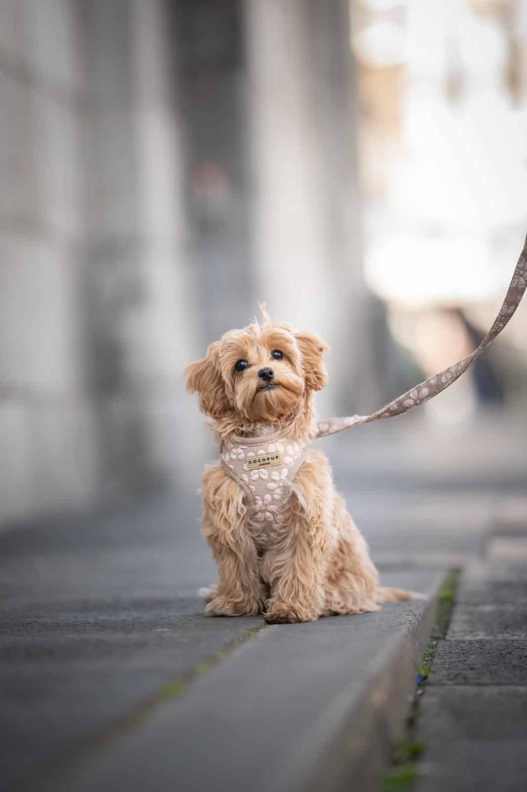 Een oudere maltipoo pup van woefkesranch, zittend