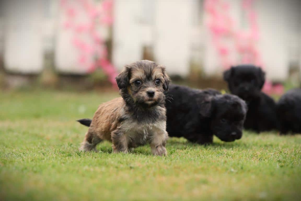 Maltipoo pups van woefkesranch