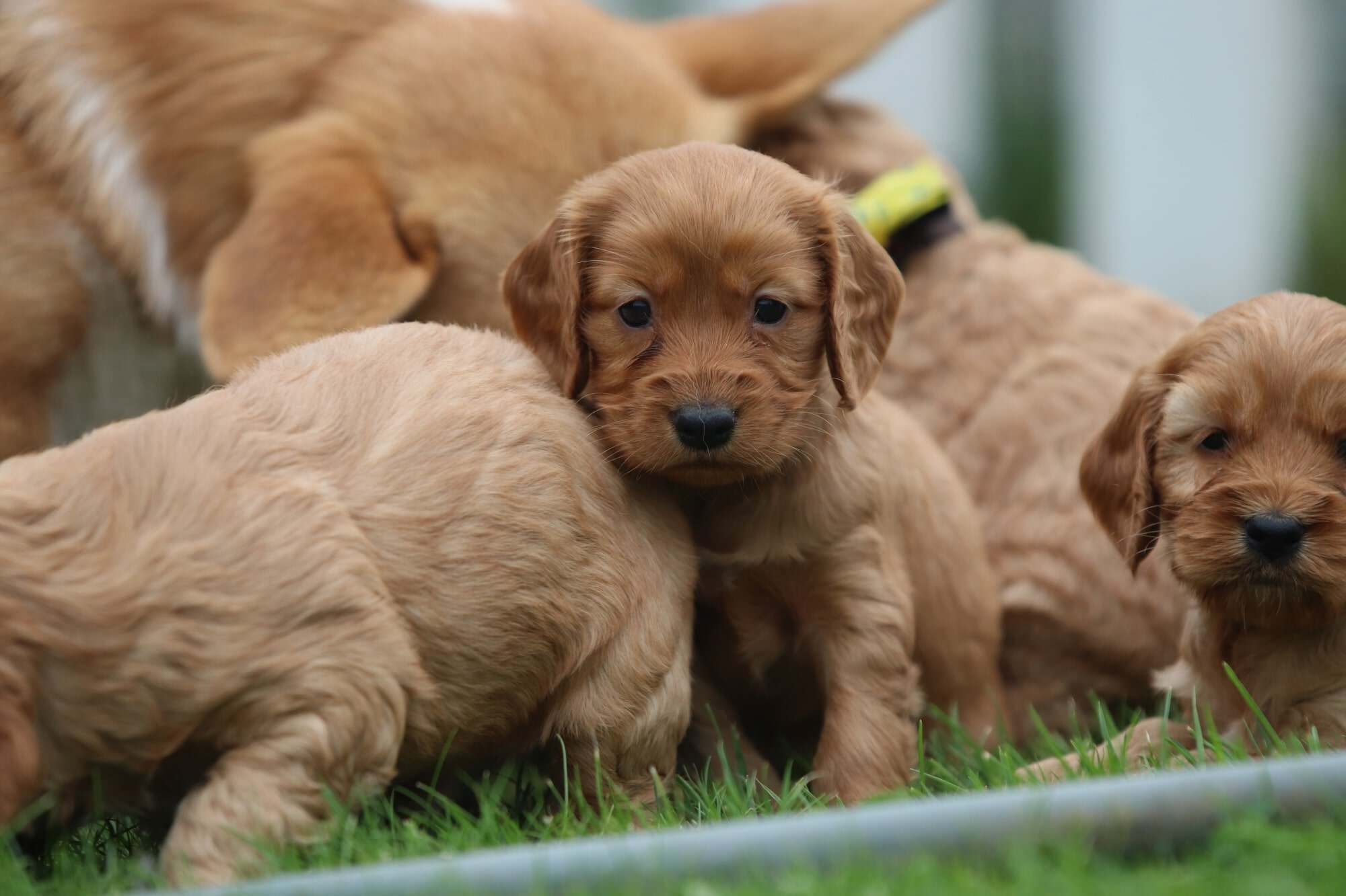 Cockapoopups van woefkesranch