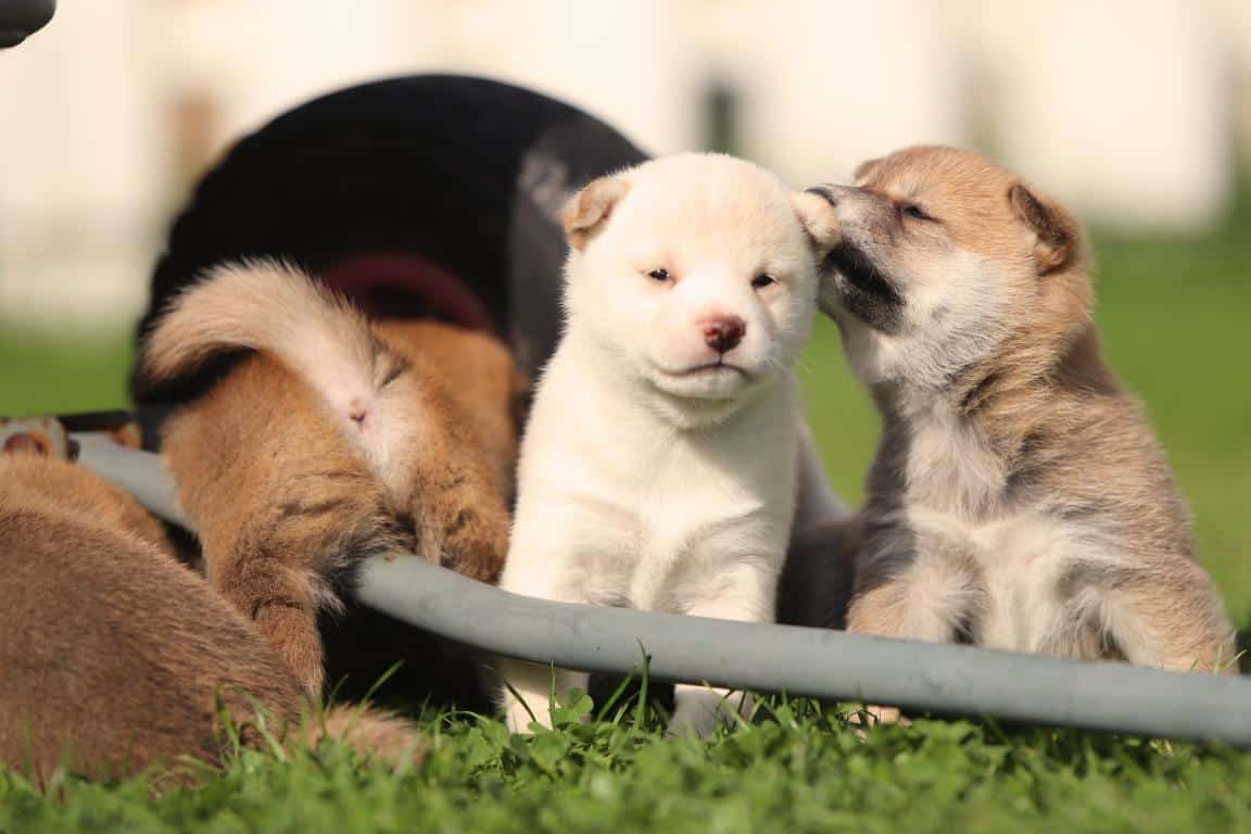 Shiba inu 15 Shiba inu welpen von woefkesranch