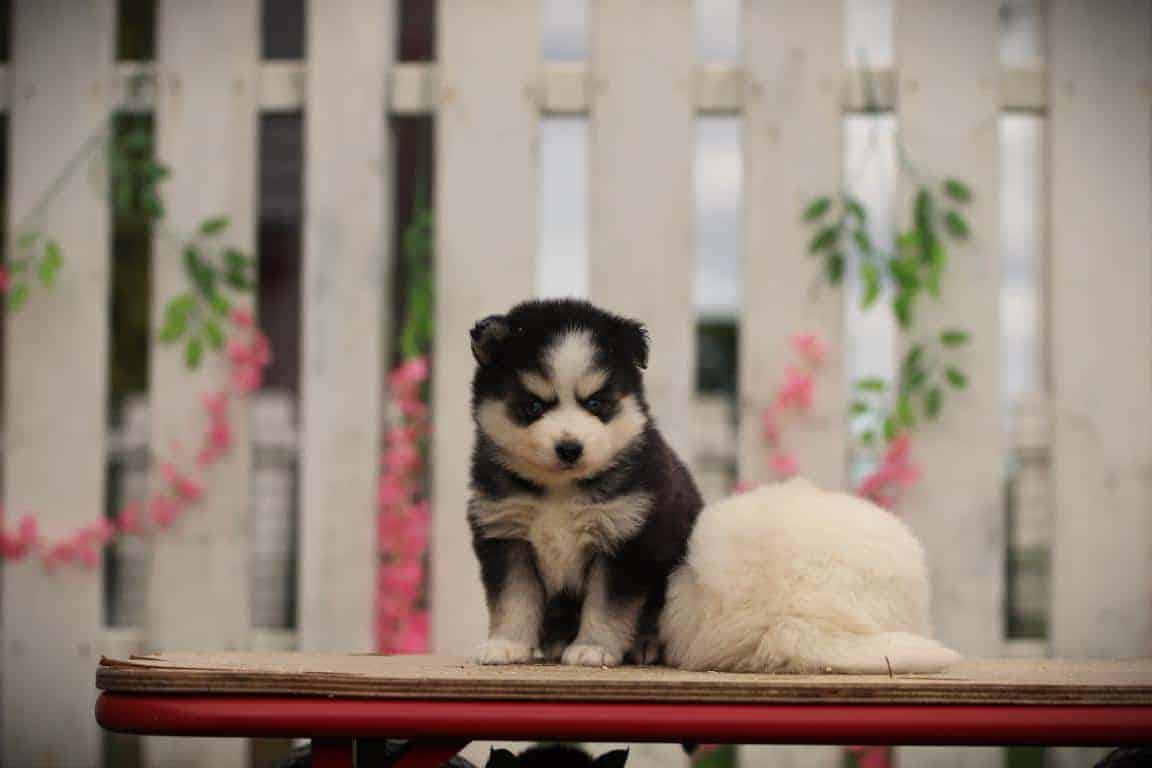 Pomsky 13 Pomsky pups van woefkesranch