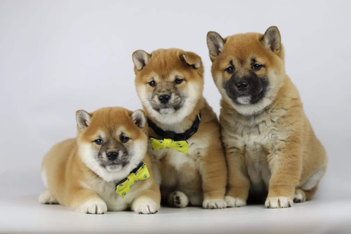 Shiba inu 16 Shiba inu welpen von woefkesranch
