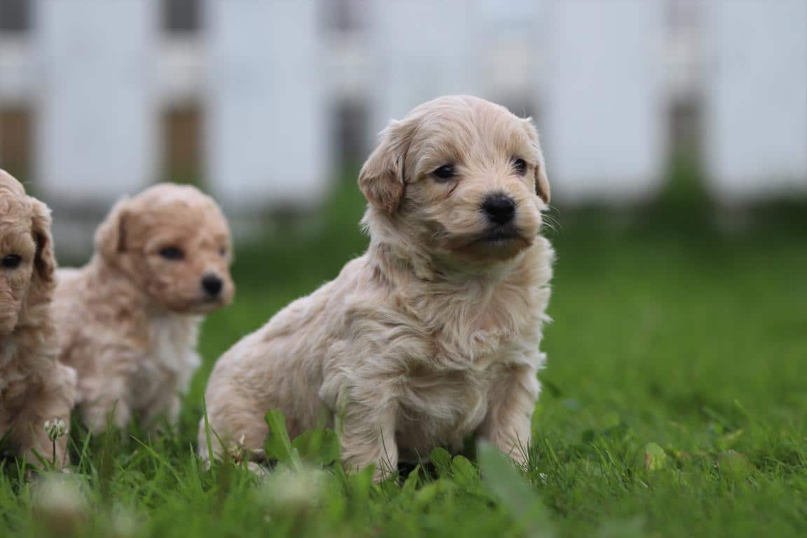 Maltipoo pups van woefkesranch