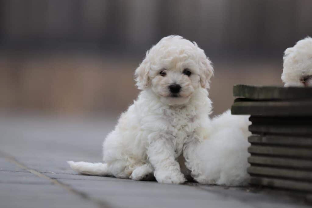 Maltipoo pups van woefkesranch